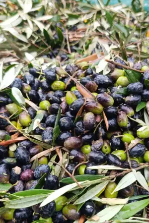 Olivicultores pedem medidas para desafios do setor. Produção de azeite com quebras de 20%