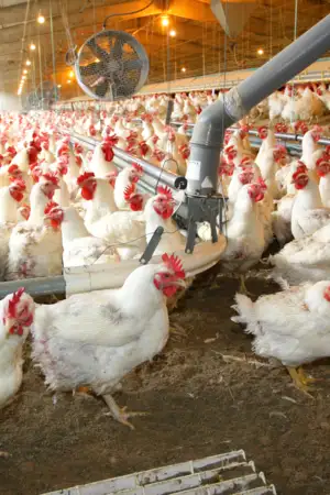 Gripe das aves é detetada em exploração de perus em Torres Vedras