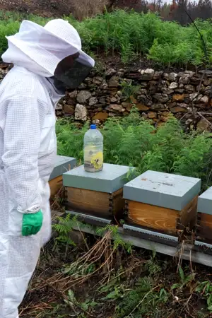 Apicultores da Covilhã aguardam apoios para voltar a investir após incêndio