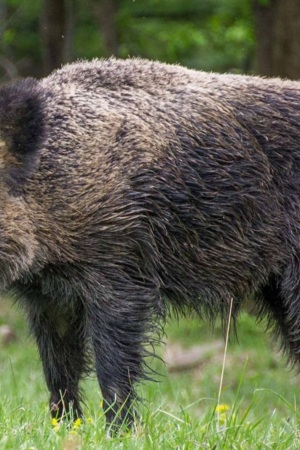  Falta de autorização para caça de javalis causa prejuízos em Bragança