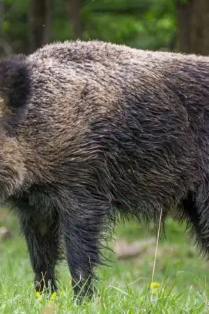  Falta de autorização para caça de javalis causa prejuízos em Bragança