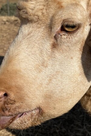 Doença da língua azul: já morreram três vezes mais ovelhas do que no ano passado