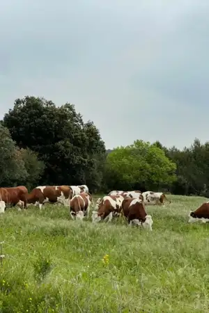 Direção-Geral de Alimentação e Veterinária lança nova plataforma de registos