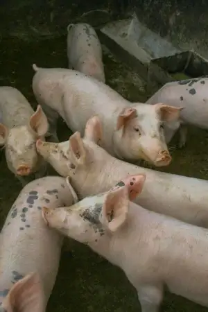 Abaixo-assinado quer impedir suinicultura em Pombal