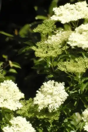 Sabugueiro: Portugal tem "a melhor baga", mas não a usa