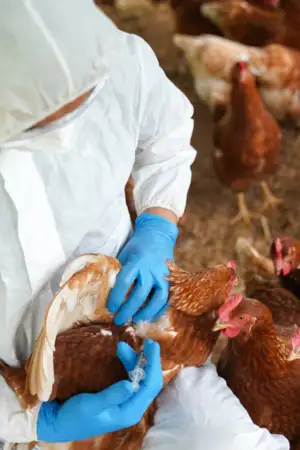 Gripe aviária alastra a 18 países da Europa e obriga a novas restrições 