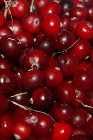 Projeto transforma cereja e pêssego da Beira Interior em suplementos alimentares