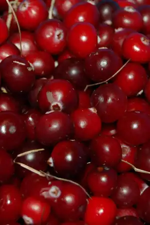 Projeto transforma cereja e pêssego da Beira Interior em suplementos alimentares