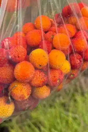 Projeto testa utilização do medronho na cosmética e no reaproveitamento de pão