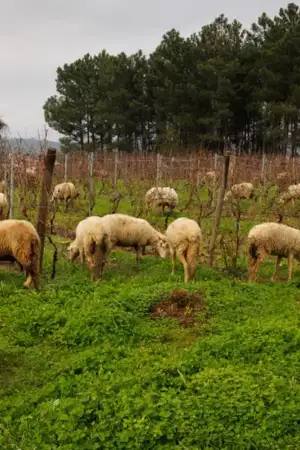 Quebra acentuada na produção de leite terá consequências no setor do queijo 