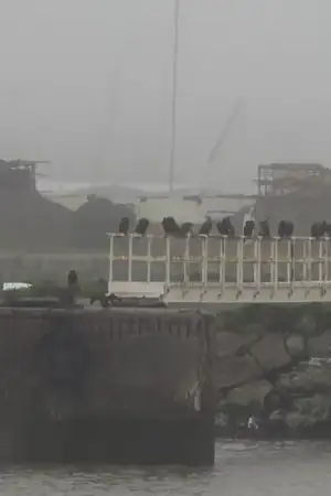 Barcos em terra, pescas paradas. O impacto do mau tempo para quem vive do mar