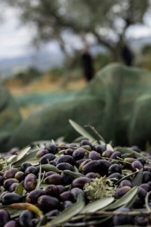 Colheita da azeitona na região transmontana cai 30%