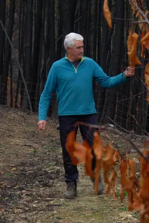 Incêndios de 2025: agricultores do Centro receberam 7 milhões de euros mas falta avaliar candidaturas