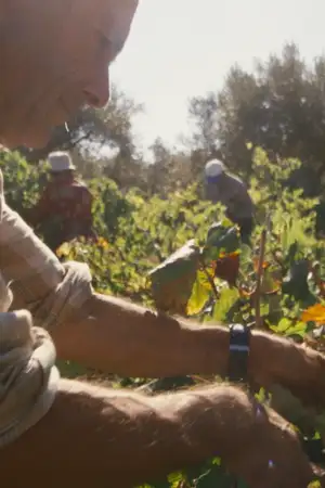 De Gente & De Vinha | O Vinho Medieval de Ourém - Herança Monástica Ainda Viva