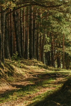 Falta de garantias financeiras pode comprometer plano para floresta