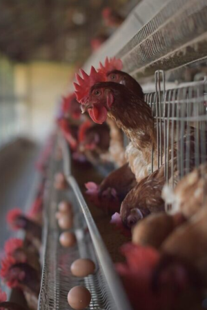 Gripe das aves leva Comissão Europeia a apertar medidas