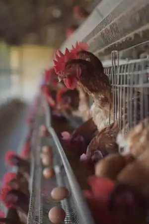 Gripe das aves leva Comissão Europeia a apertar medidas