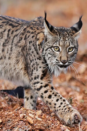 Lince ibérico já ocupa uma área de mil quilómetros quadrados em Portugal
