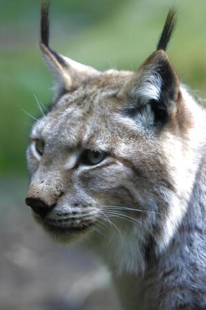 Novo "recorde" de monitorização de linces-ibéricos no Vale do Guadiana