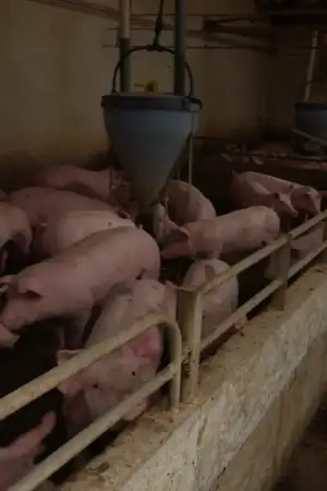 Suinocultores de Leiria lutam para salvar animais depois da destruição da tempestade