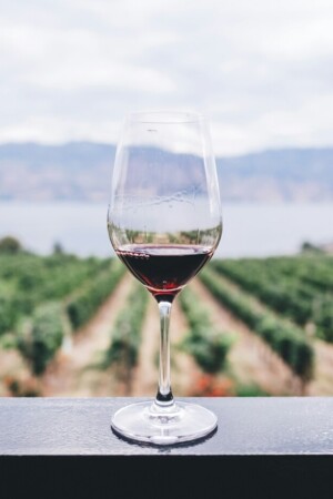 Uma uva, duas uvas, três uvas: Guia Michelin vai distinguir os melhores vinhos