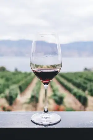 Uma uva, duas uvas, três uvas: Guia Michelin vai distinguir os melhores vinhos