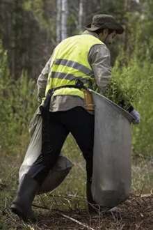Governo avança com programa de 40 ME para proprietários limparem florestas