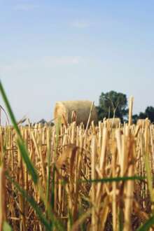 Campo de trigo