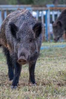 Aumento de javalis na Europa preocupa ambientalistas