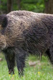  Falta de autorização para caça de javalis causa prejuízos em Bragança