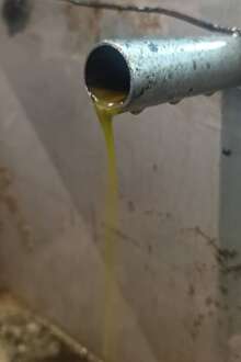 Maior associação nacional do setor prevê quebra de 10% na produção de azeite