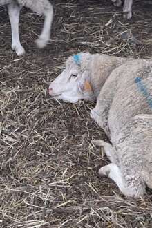 Ovelha com Língua azul