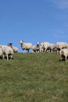 Ovelhas durante pastoreio