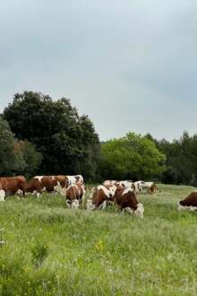 Animais em pastoreio