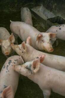 Abaixo-assinado quer impedir suinicultura em Pombal