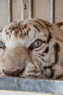 Rosto de Sona, o último tigre de circo de Portugal