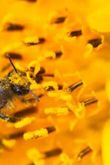 Estudo identifica ecotipo de abelha no arquipélago dos Açores