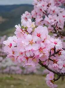 Amêndoa em flor