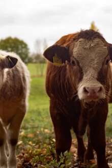 Jovens agricultores aplaudem apoios à pastorícia e territórios rurais
