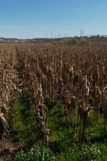 campo com milho estragado