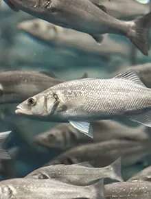 Aquacultura de corvina