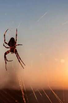 Aranha a formar teia