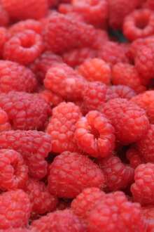 frutos vermelhos