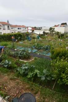 Horta urbana
