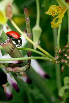 Agrária de Coimbra inaugura estação para testar insetos contra plantas invasoras