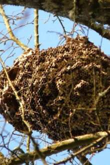 Ninho de vespa asiática