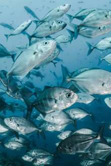 Cardume de peixes, imagem ilustrativa, direitos livres