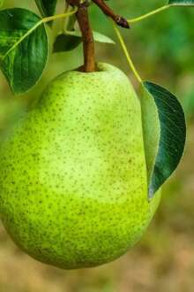 Fase de floração aumenta o risco de infeção nos pomares, alertam produtores do Oeste