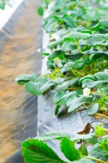 Governo estuda soluções para reciclagem de plásticos agrícolas