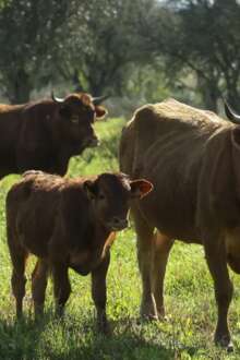 Produtores recuperam raça bovina algarvia dada como extinta e querem comercializá-la